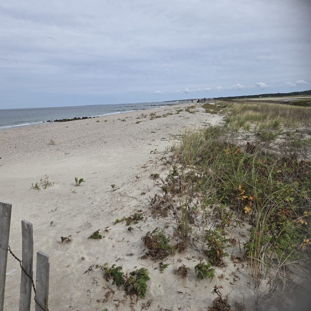 a sandy beach with plants and water (MyCoast AI)