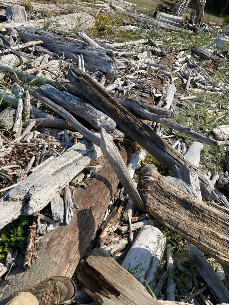 a pile of cut down trees (MyCoast AI)