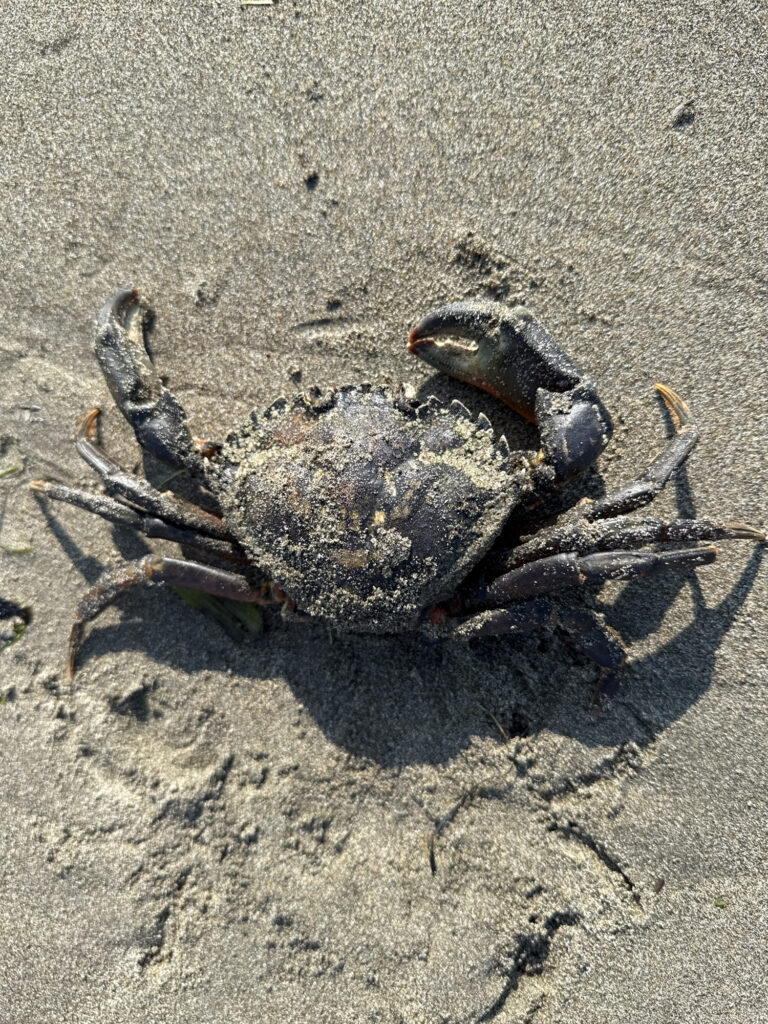 a crab on sand (MyCoast AI)