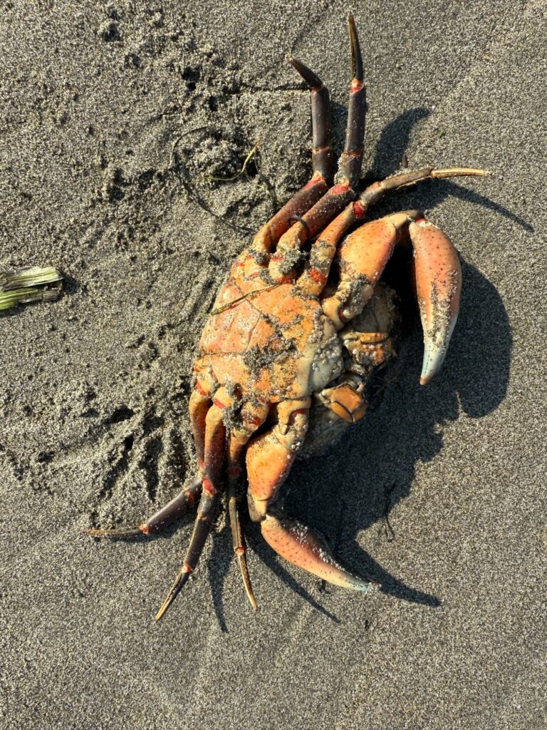 a crab on the sand (MyCoast AI)