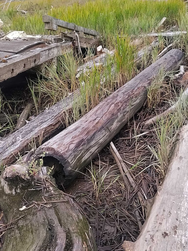 a log in the grass (MyCoast AI)