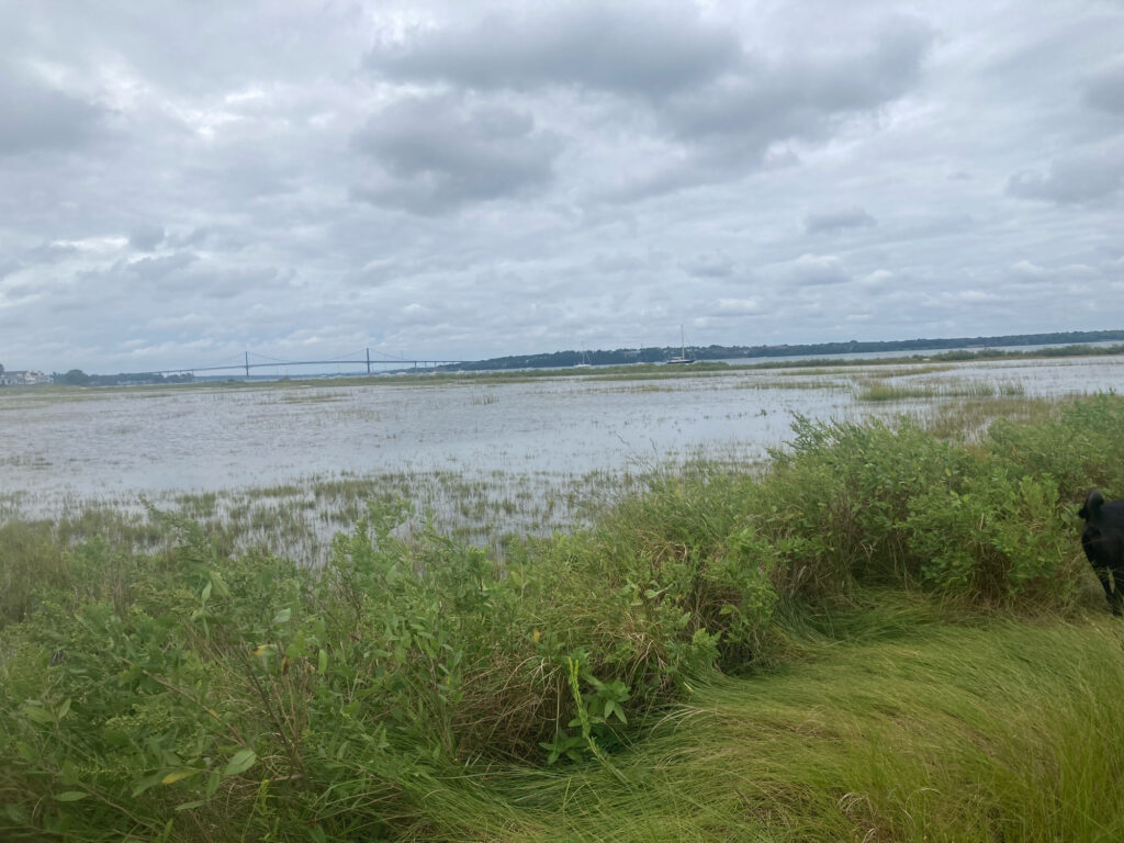 a body of water with grass and bushes around it (MyCoast AI)