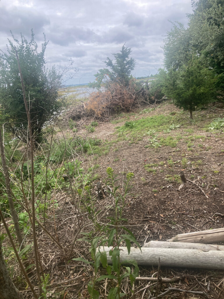a grassy area with trees and bushes (MyCoast AI)
