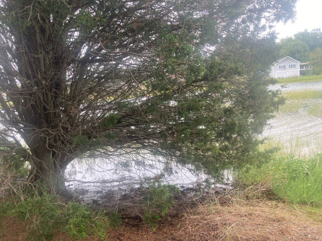 a tree next to a body of water (MyCoast AI)