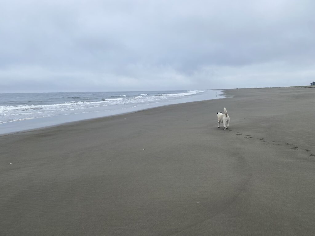 a couple of dogs on a beach (MyCoast AI)