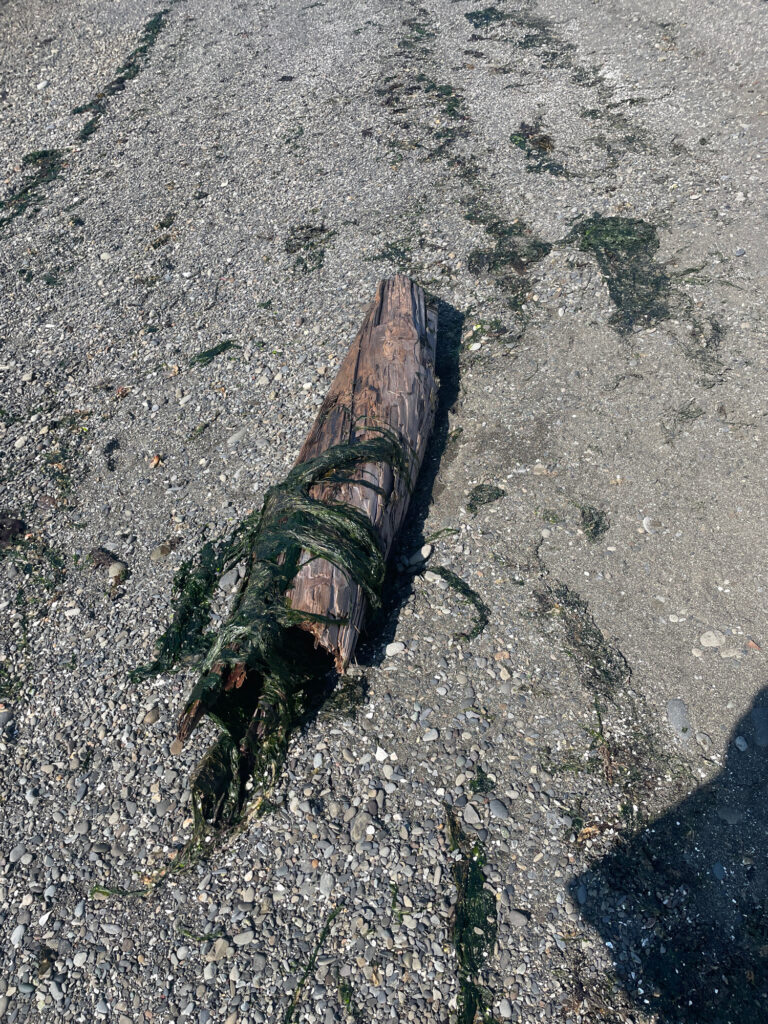 a lizard on the ground (MyCoast AI)