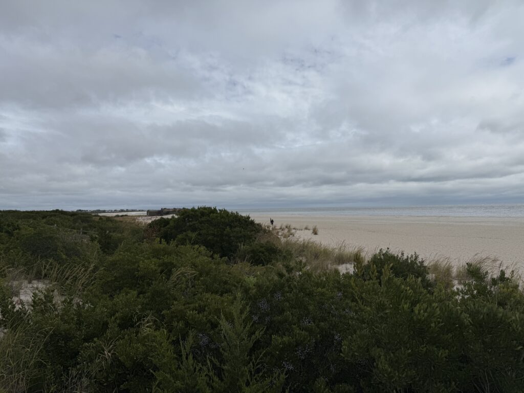 a beach with trees and bushes (MyCoast AI)