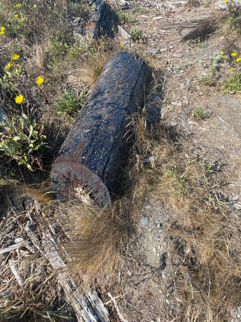 a log in the ground (MyCoast AI)