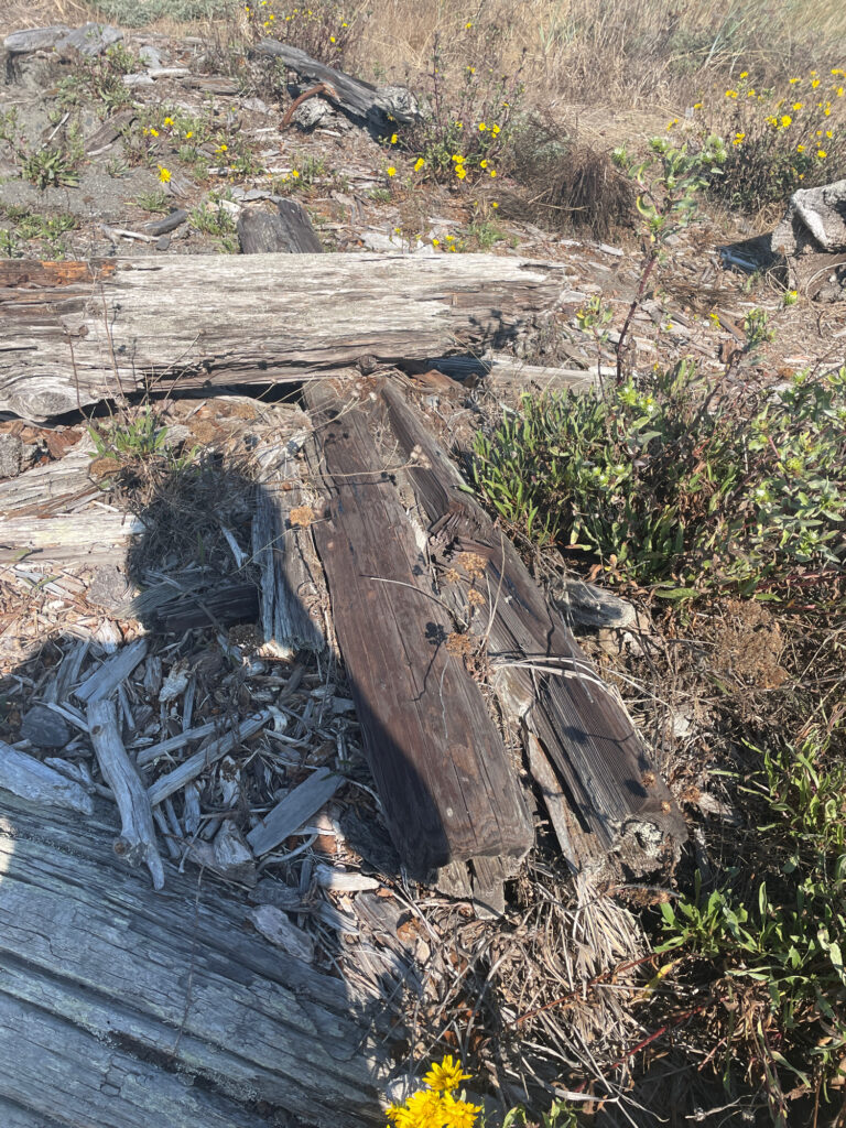 a group of logs in a field (MyCoast AI)