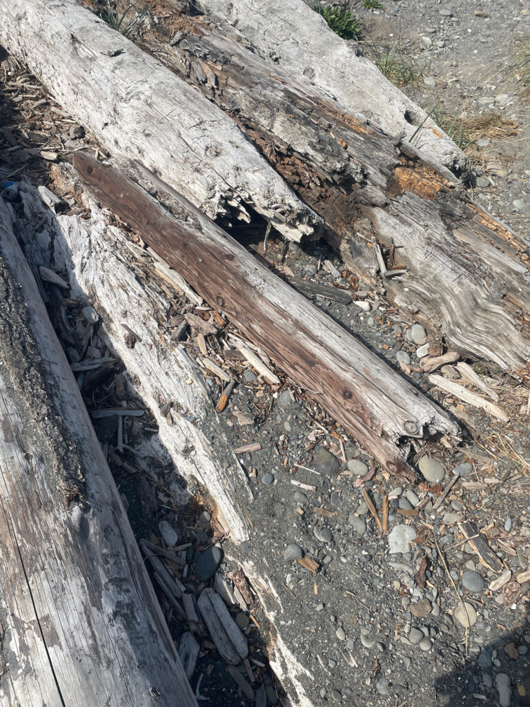 a close-up of a log (MyCoast AI)