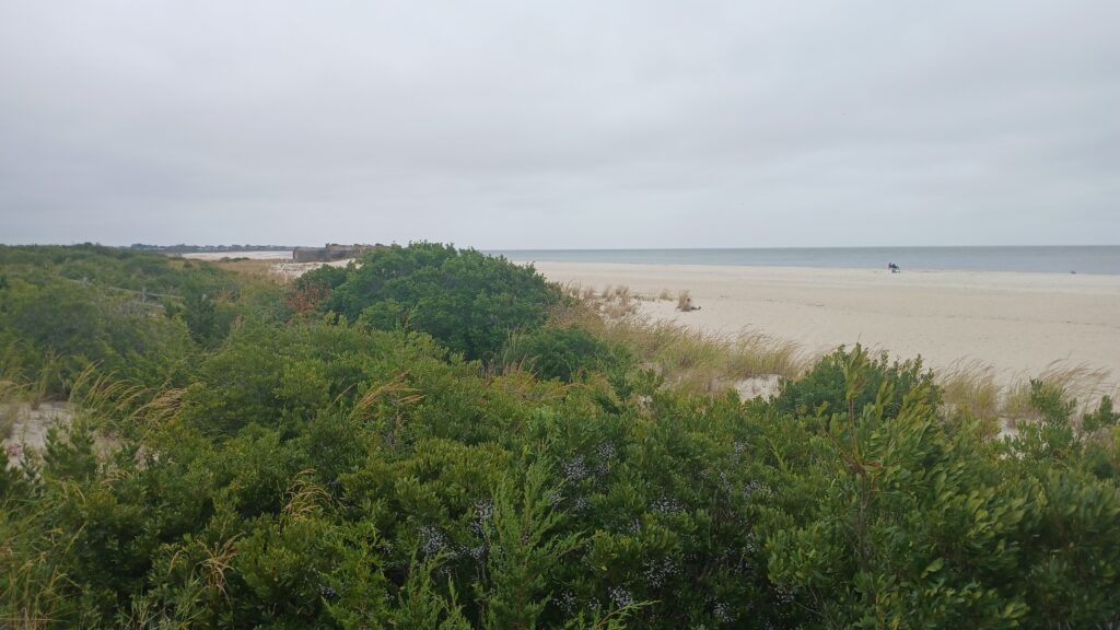 a beach with trees and bushes (MyCoast AI)