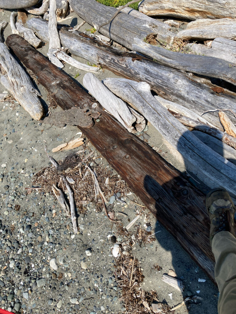a person's feet on a pile of cut down wood (MyCoast AI)