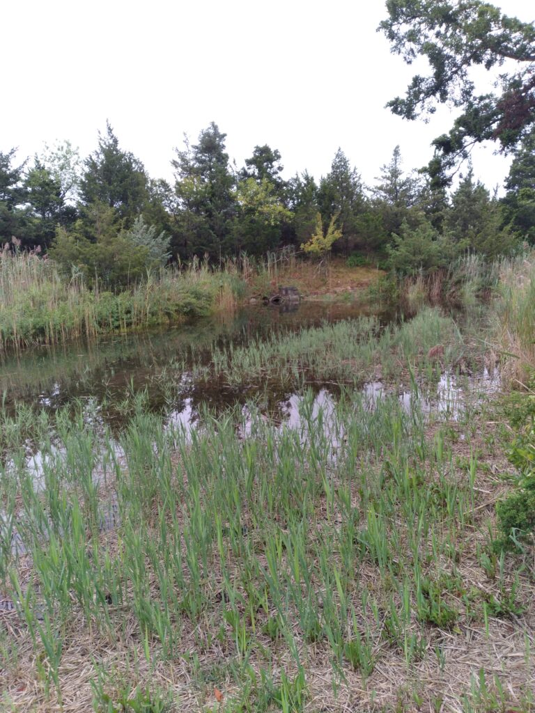 a swamp with trees in the background (MyCoast AI)