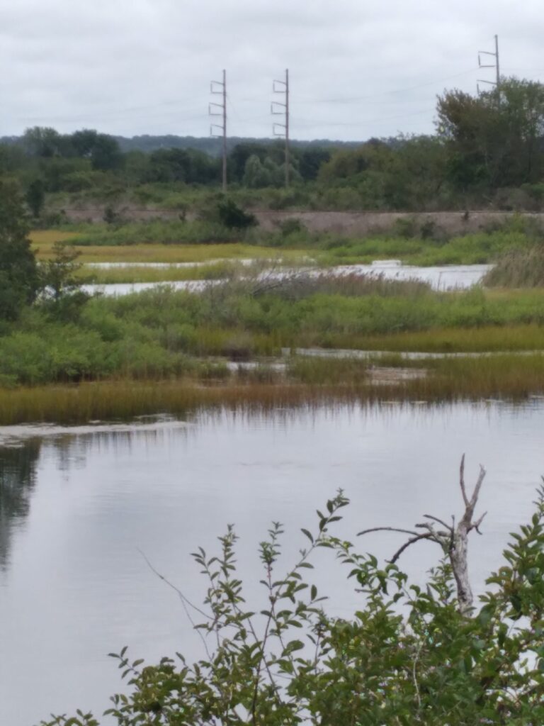 a body of water with grass and trees around it (MyCoast AI)