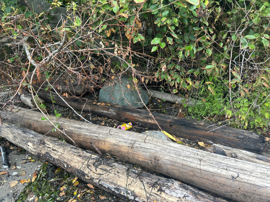 a bird on a log (MyCoast AI)