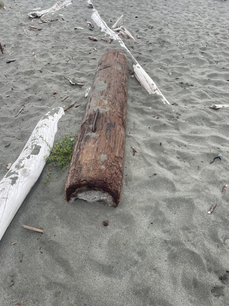 a piece of wood on the ground (MyCoast AI)