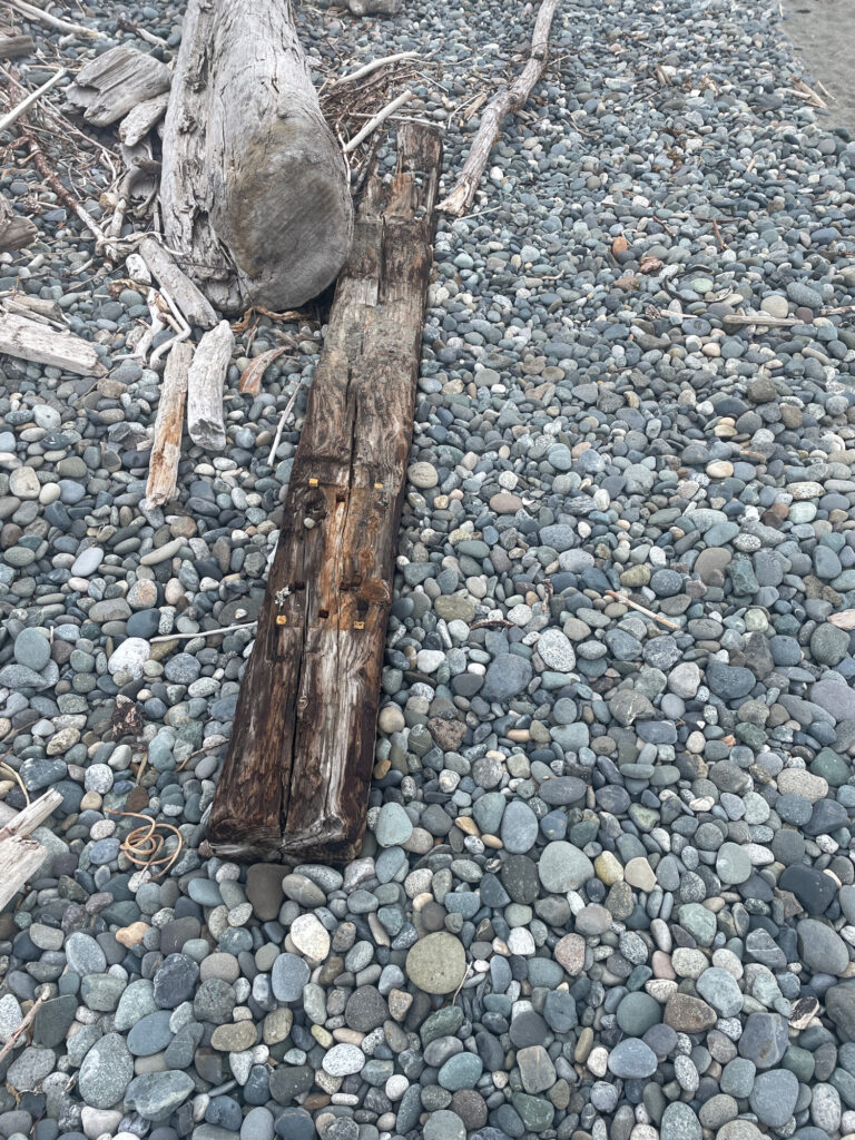 a tree trunk on a rocky surface (MyCoast AI)