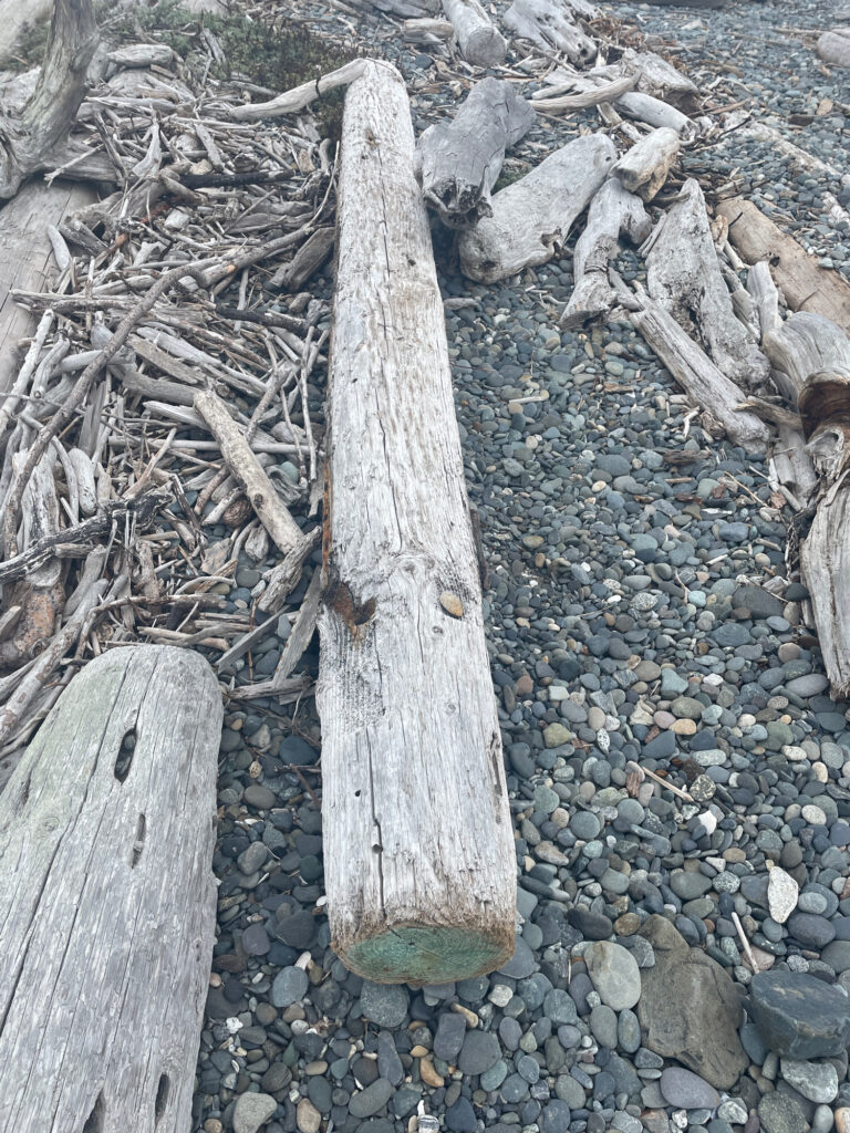 a tree stump on a rocky surface (MyCoast AI)
