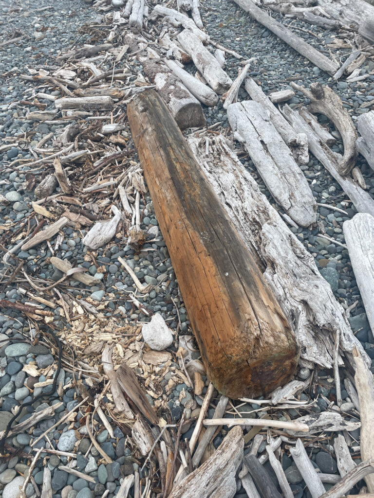 a log on the ground (MyCoast AI)