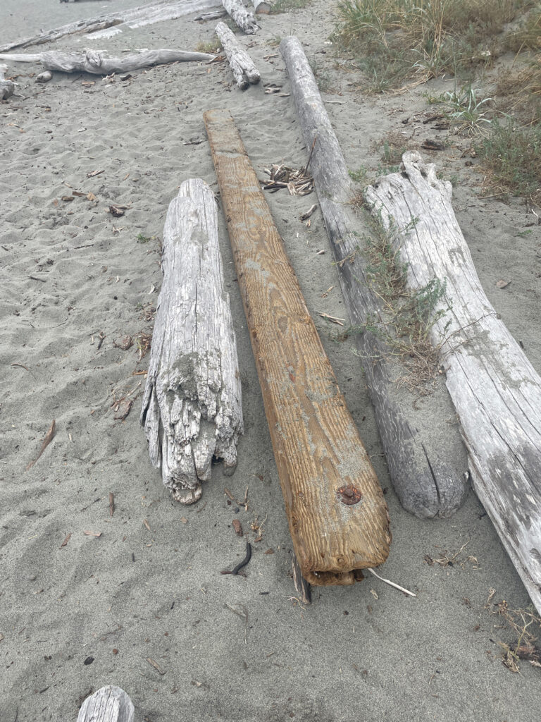 a group of logs in the dirt (MyCoast AI)