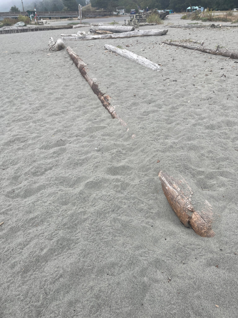 a large area with a few logs (MyCoast AI)