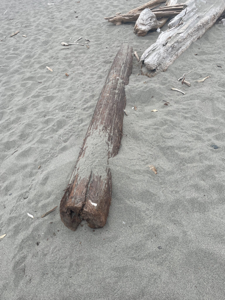 a group of logs on the ground (MyCoast AI)