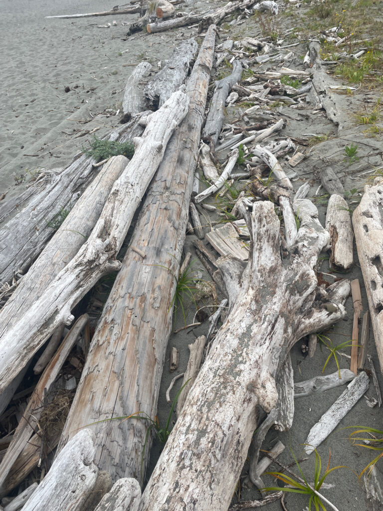 a group of logs in a river (MyCoast AI)