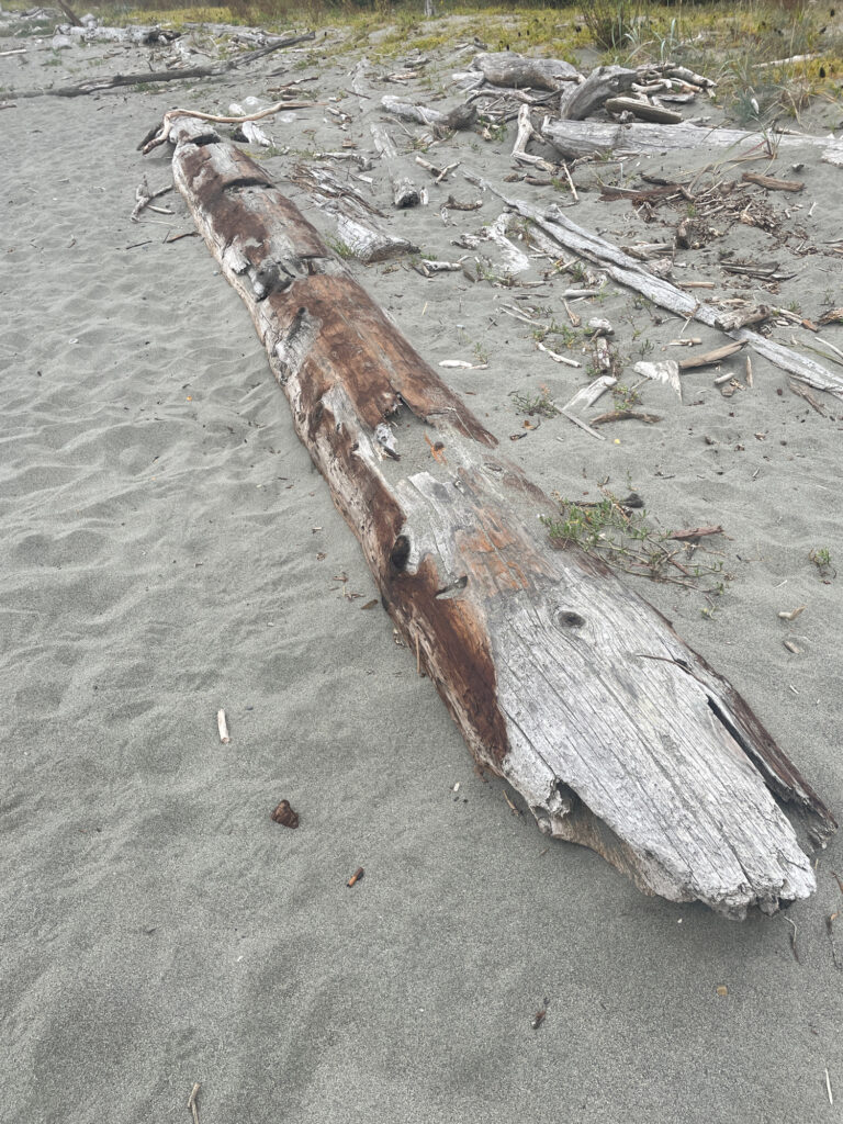 a piece of wood on the ground (MyCoast AI)
