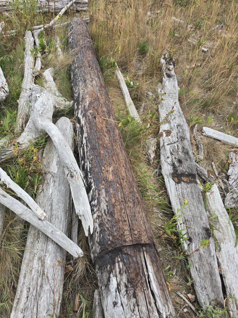 a group of trees with bark (MyCoast AI)