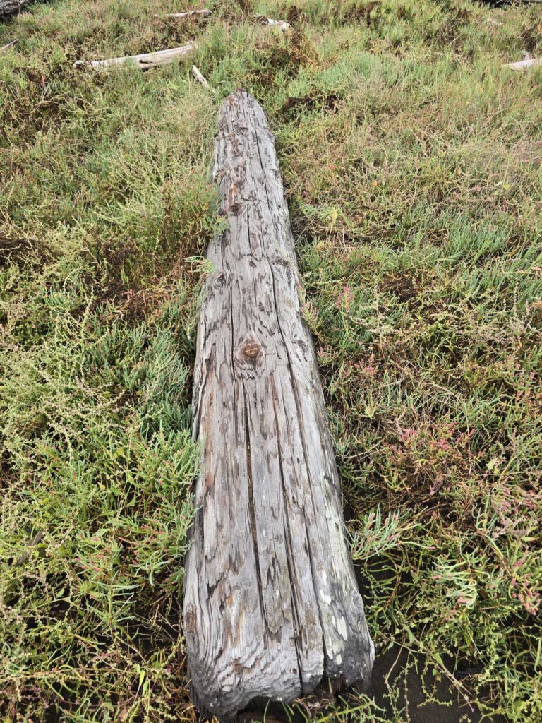 a tree stump in a grassy area (MyCoast AI)