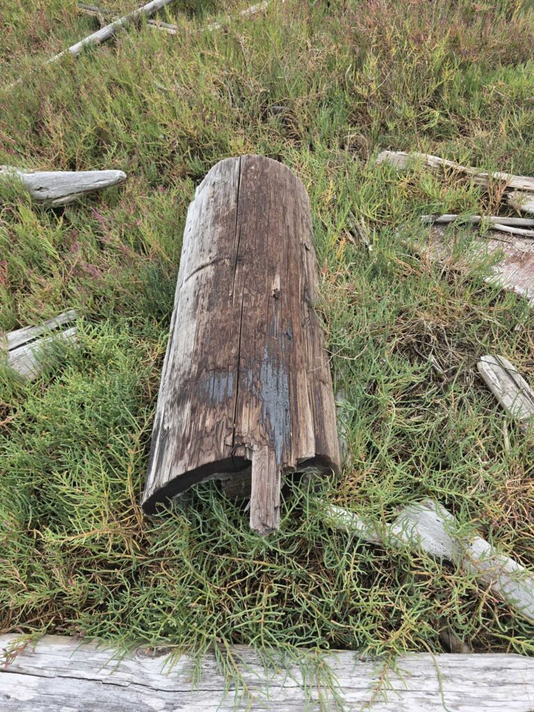 a tree stump in the grass (MyCoast AI)