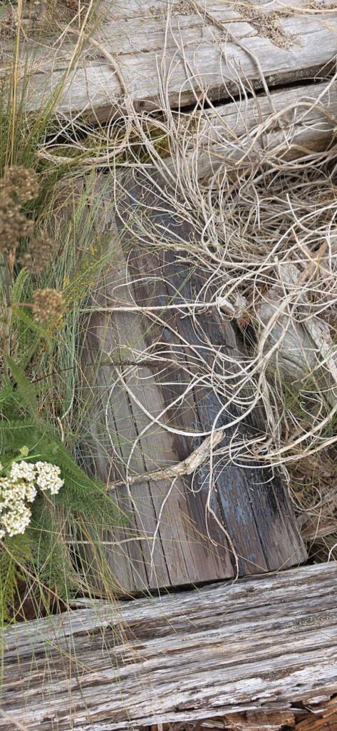 a tree stump with branches and grass (MyCoast AI)