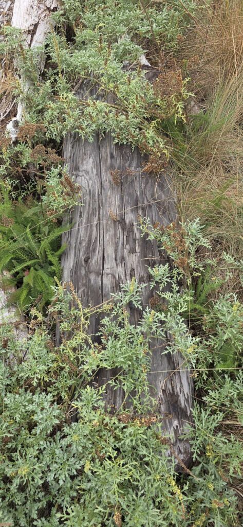 a tree stump in a forest (MyCoast AI)
