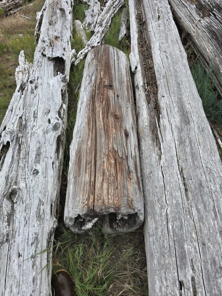 a tree trunk with a frog on it (MyCoast AI)