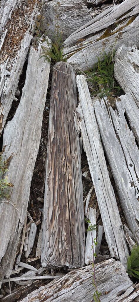 a wooden bridge with a flower (MyCoast AI)