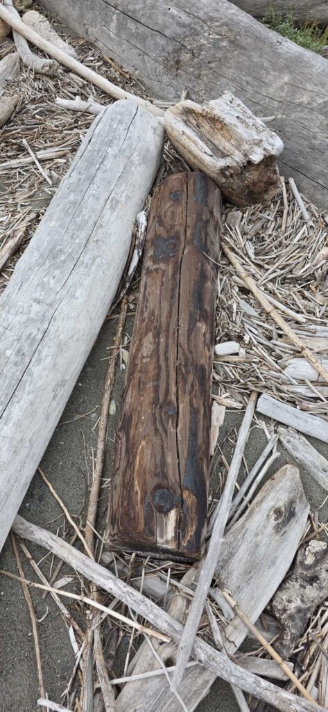 a close-up of a tree stump (MyCoast AI)
