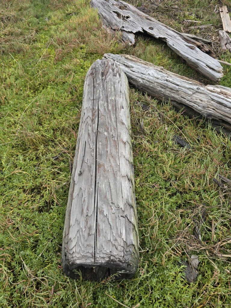 a tree stump in a grassy area (MyCoast AI)