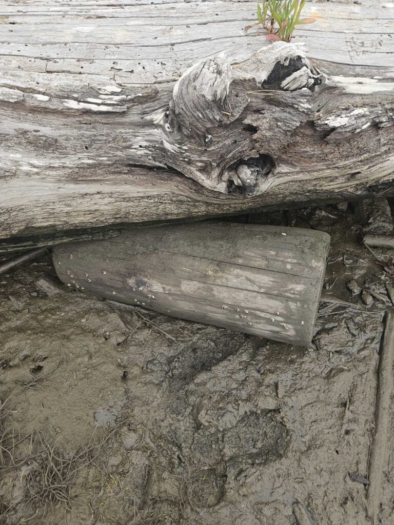 a lizard on a log (MyCoast AI)