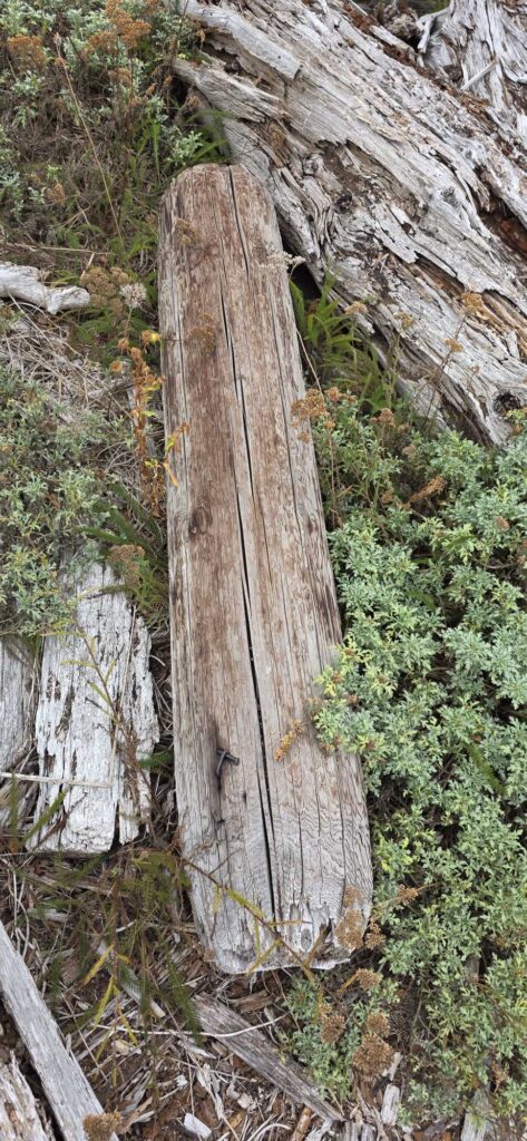 a tree stump in a forest (MyCoast AI)