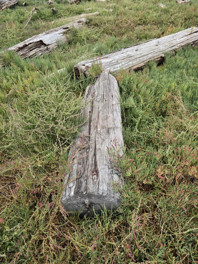 a tree stump in a grassy area (MyCoast AI)