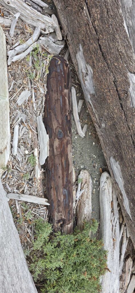 a tree trunk with a hole in it (MyCoast AI)