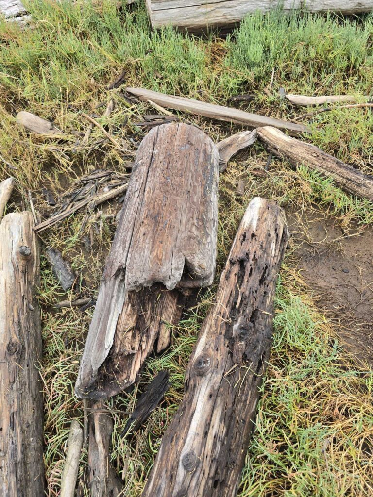 a tree stump in a grassy area (MyCoast AI)