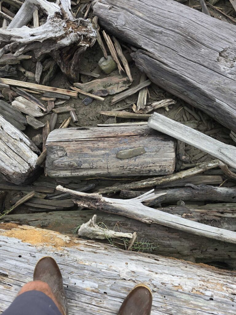 a pile of wood (MyCoast AI)