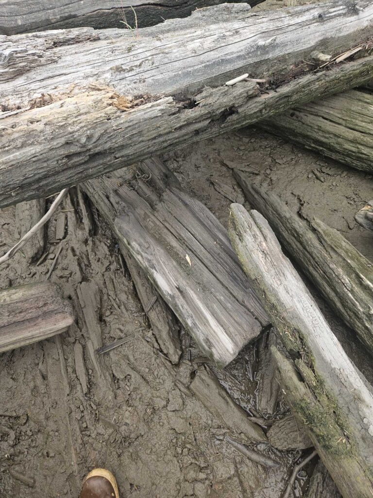 a pile of cut wood (MyCoast AI)