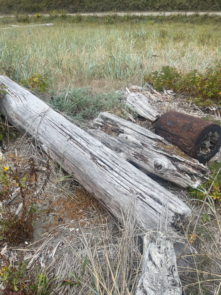a tree trunk in a field (MyCoast AI)