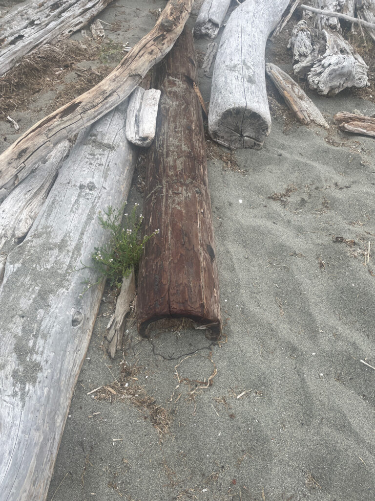 a tree stump in the dirt (MyCoast AI)