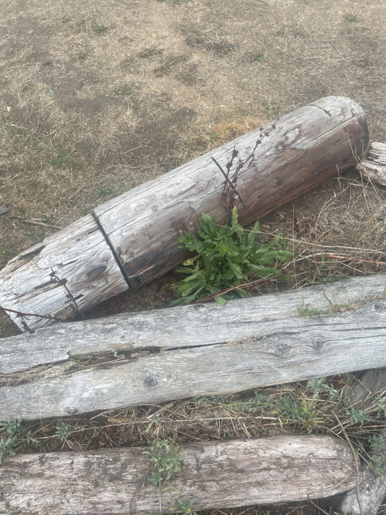 a log on the ground (MyCoast AI)