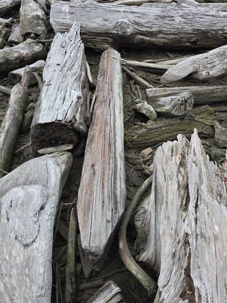 a group of logs (MyCoast AI)