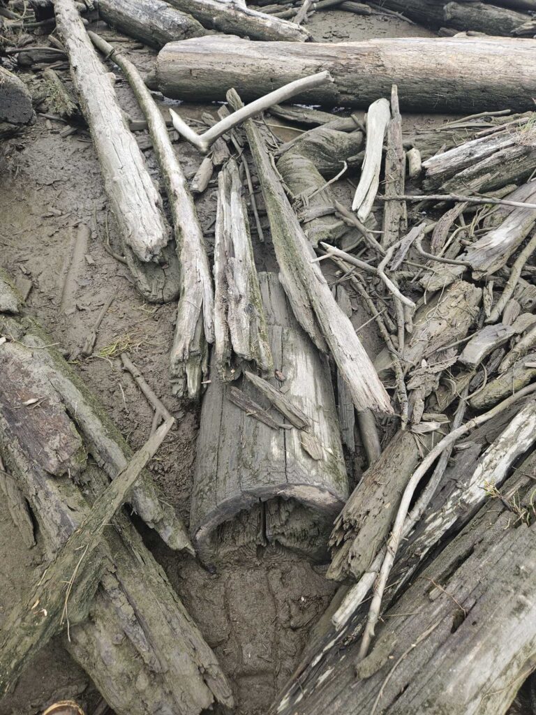 a group of sticks and branches (MyCoast AI)