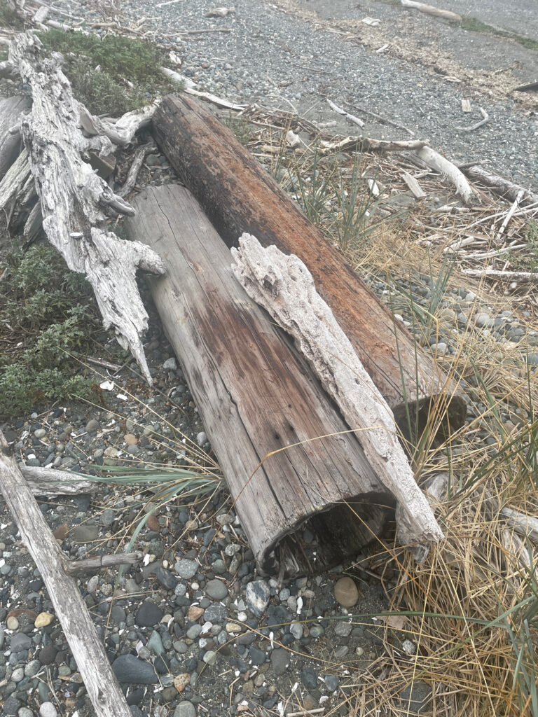 a tree stump in the ground (MyCoast AI)